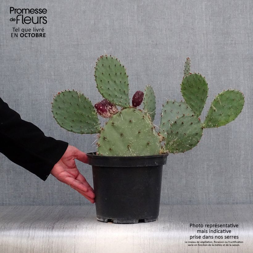 Amostra de Opuntia semispinosa Vaso de 4 L/5 L tal como entregue no outono