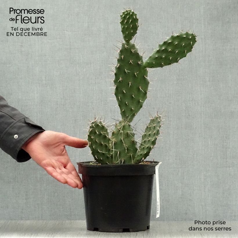 Amostra de Opuntia sulfurea (sulphurea) - Cactus raquette Pot de 3L/4L tal como entregue no inverno