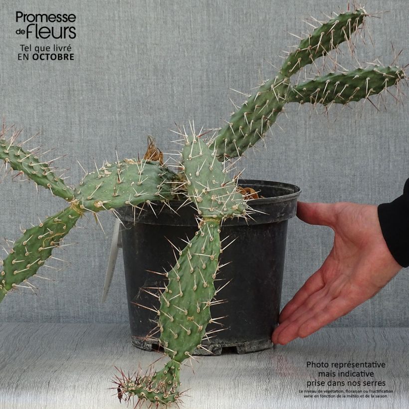 Amostra de Opuntia sulfurea Vaso de 3 L/4 L tal como entregue no outono