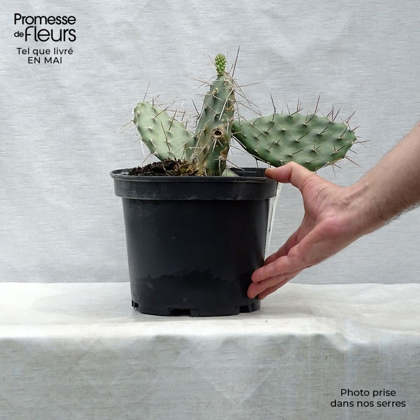 Amostra de Opuntia sulfurea Vaso de 3 L/4 L tal como entregue na primavera