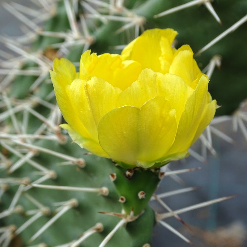 Opuntia sulfurea (Floração)