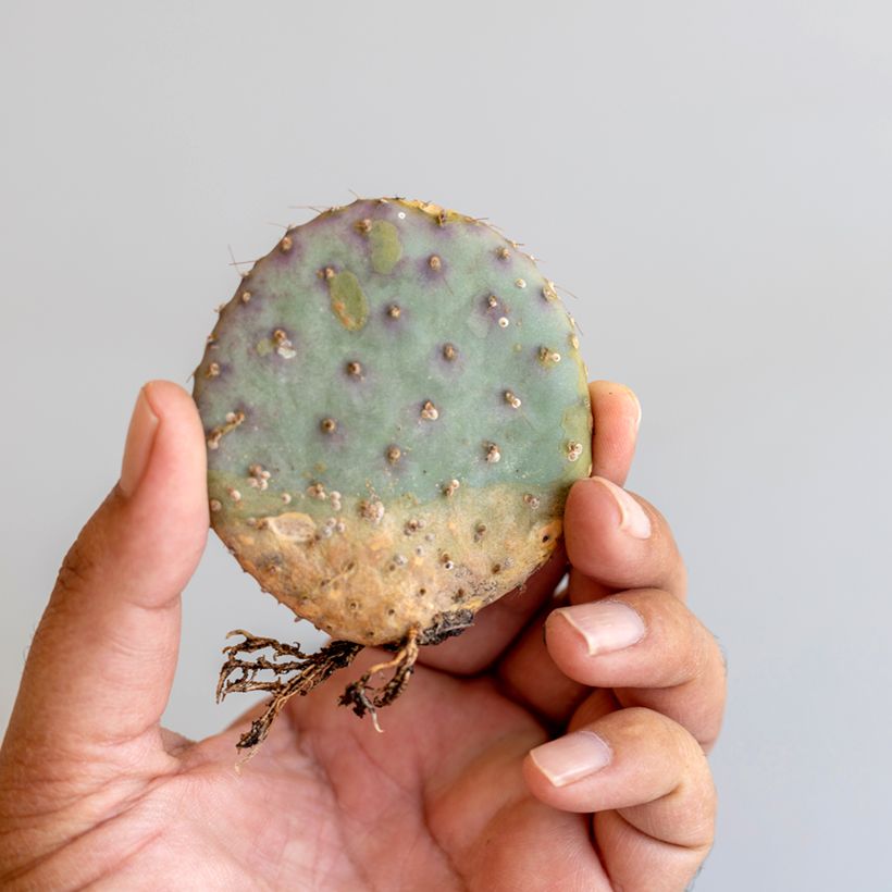 Opuntia santa-rita (Folhagem)