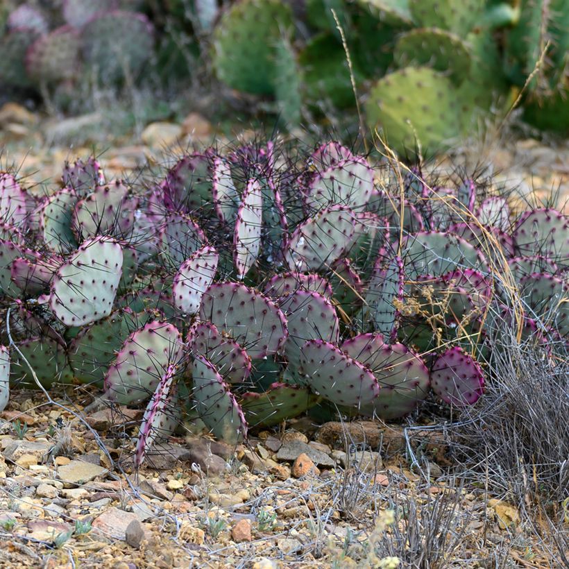 Opuntia santa-rita (Hábito)