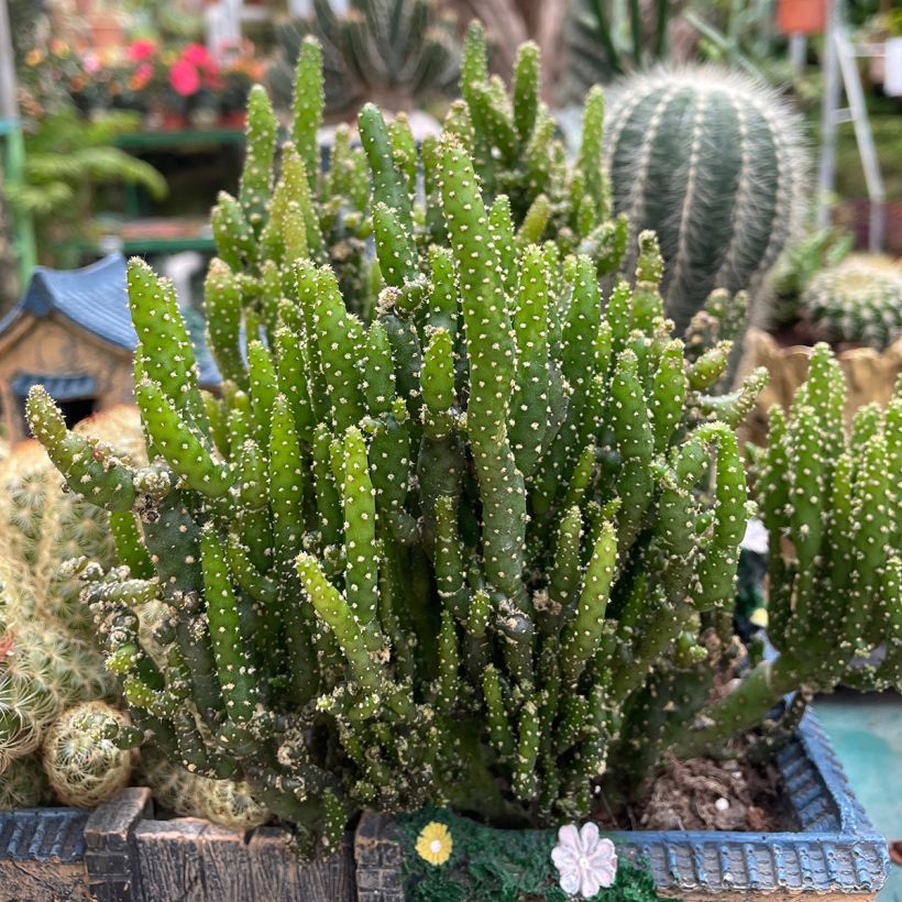 Opuntia monacantha - Opúncia (Hábito)