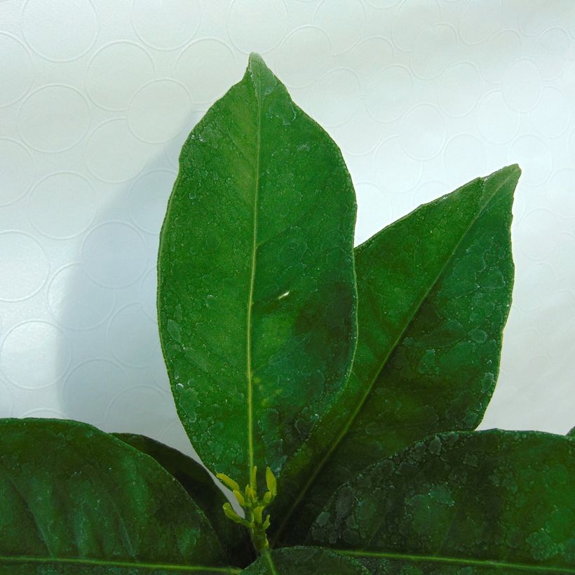 Laranjeira - Citrus sinensis (Folhagem)