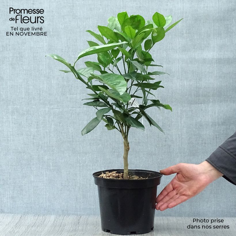 Amostra de Laranjeira Washington Navel - Citrus sinensis Vaso de 4 L/5 L, 1/4 de haste tal como entregue no outono