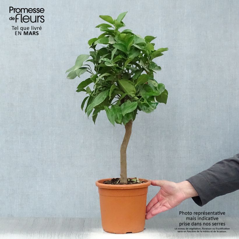 Amostra de Laranjeira Corrugata - Citrus sinensis x aurantium Vaso de 4 L/5 L, 1/4 de haste tal como entregue na primavera