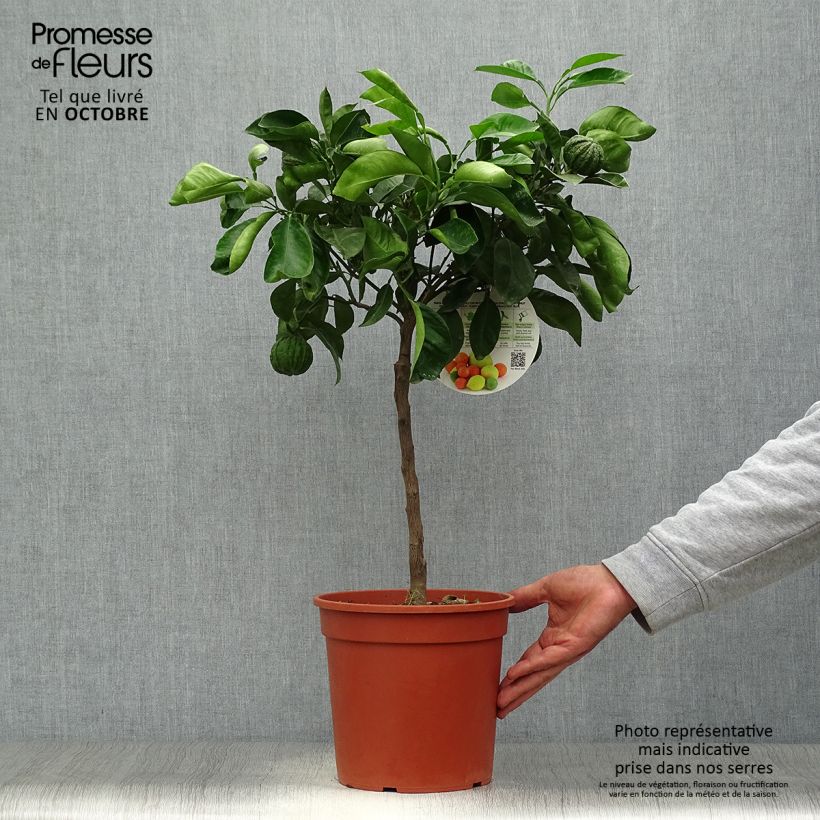 Amostra de Laranjeira Corrugata - Citrus sinensis x aurantium Vaso de 4 L/5 L, 1/4 de haste tal como entregue no outono