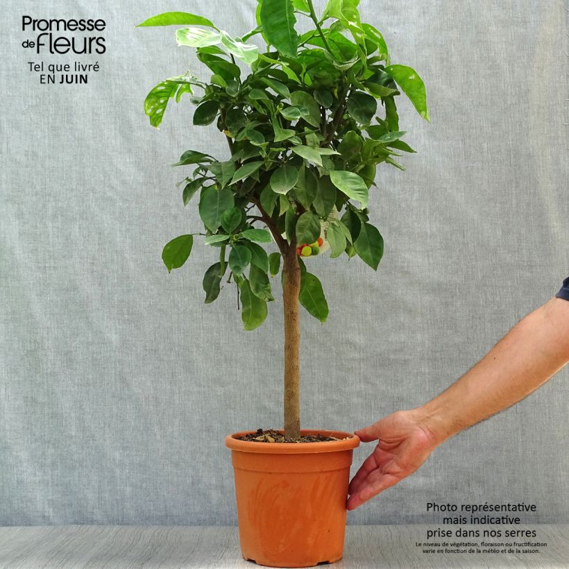 Amostra de Laranjeira Corrugata - Citrus sinensis x aurantium Vaso de 4 L/5 L, 1/4 de haste tal como entregue no verão