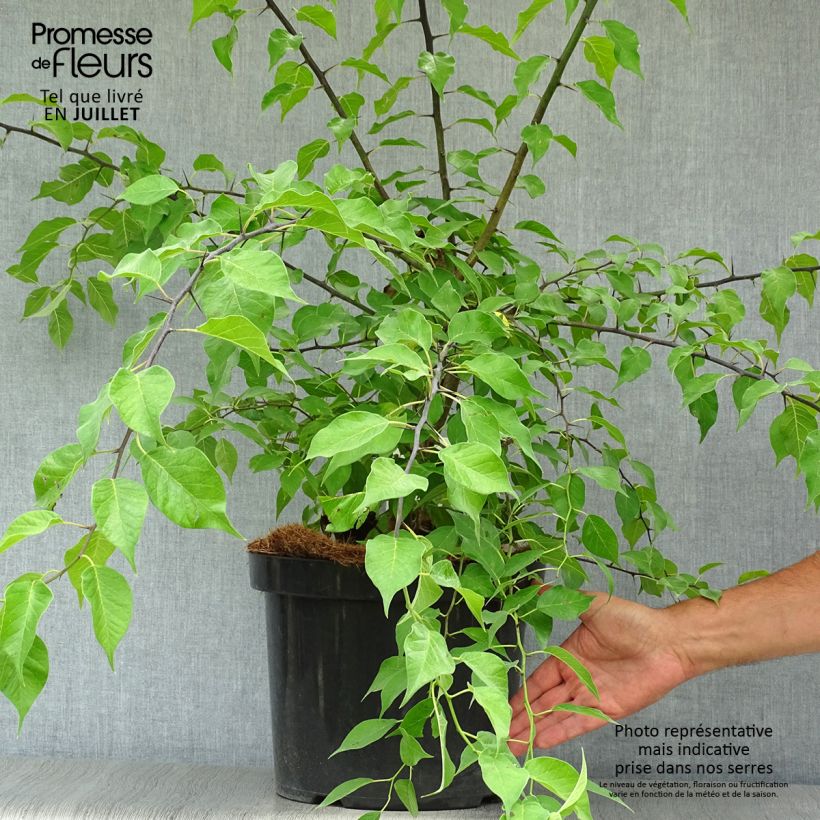 Amostra de Maclura pomifera Vaso de 7,5 L/10 L tal como entregue no verão