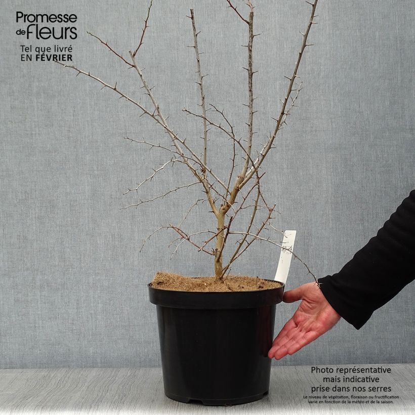 Amostra de Oranger des Osages - Maclura pomifera Vaso de 7,5 L/10 L tal como entregue no inverno
