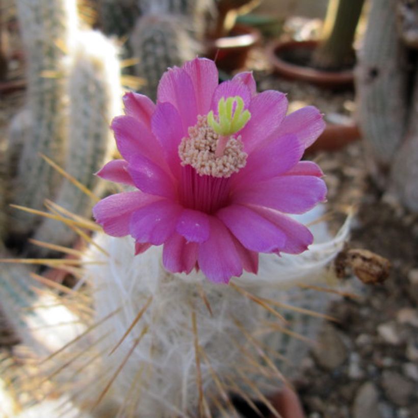 Oreocereus leucotrichus (Floração)