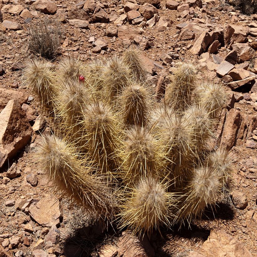 Oreocereus leucotrichus (Hábito)
