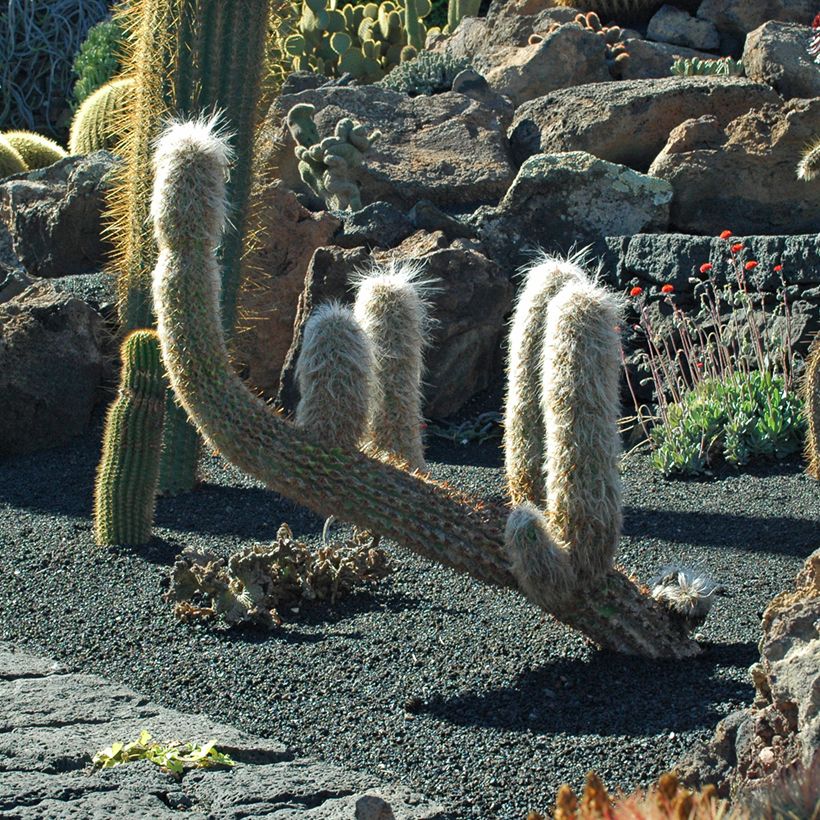 Oreocereus trollii (Hábito)