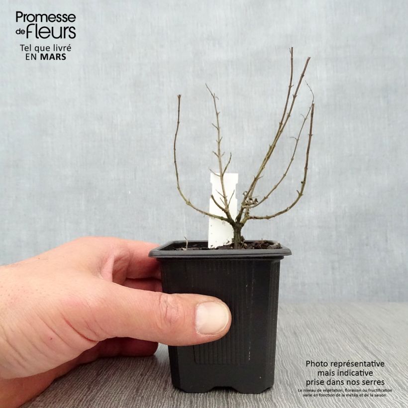 Amostra de Orégão Hot and Spicy - Origanum vulgare Vaso de 8/9 cm tal como entregue na primavera