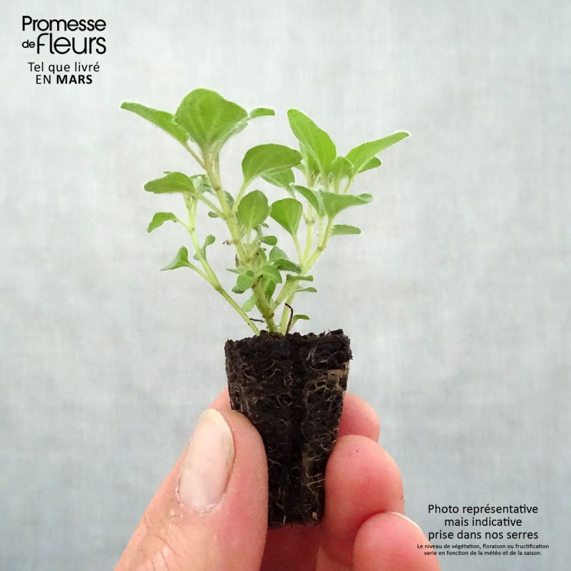 Amostra de Origan Hot and Spicy  Mini-torrão Ø 3/4 cm tal como entregue na primavera