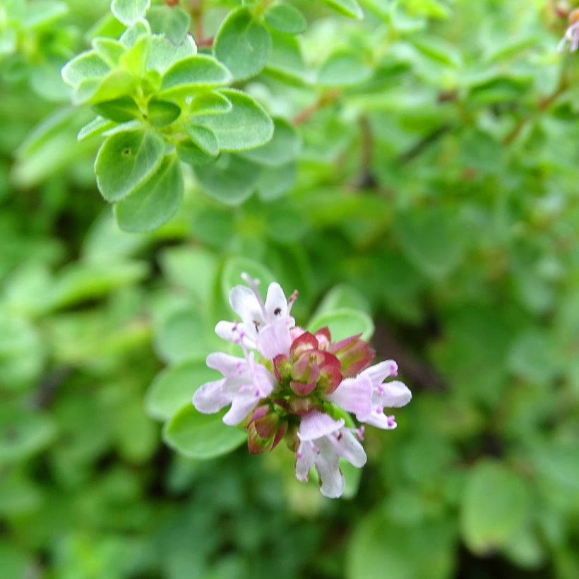 Origanum vulgare Compactum - Orégão (Floração)