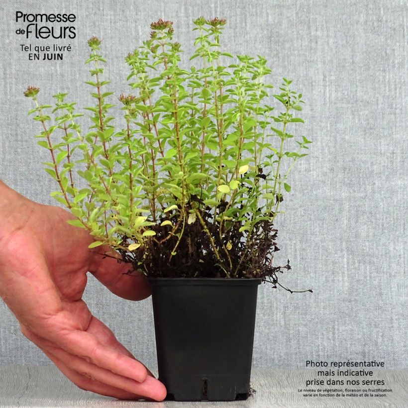 Amostra de Origanum vulgare Compactum - Orégão Vaso de 8/9 cm tal como entregue no verão