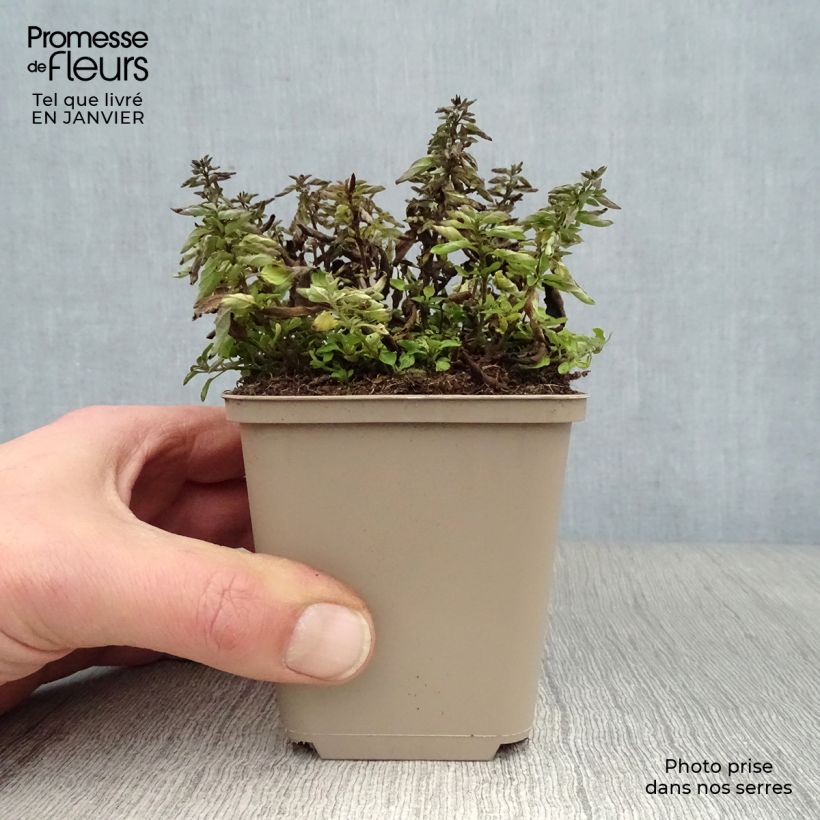 Amostra de Origanum vulgare Compactum - Orégão Vaso de 8/9 cm tal como entregue no inverno