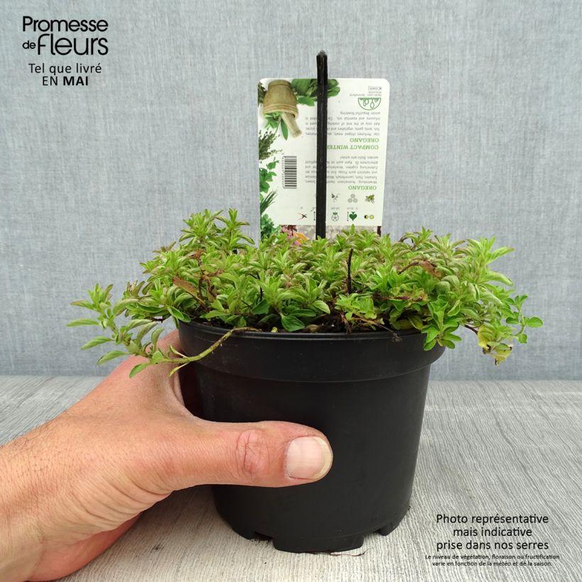 Amostra de Origanum vulgare Compactum - Orégão Vaso de 1,5 L/2 L tal como entregue na primavera