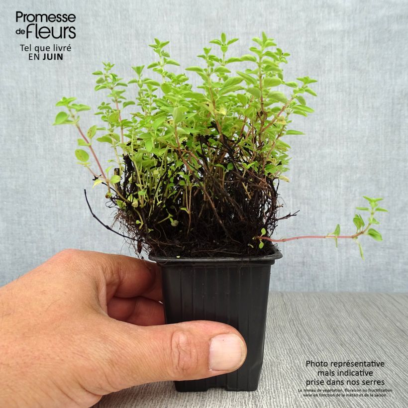 Amostra de Oregão - Manjerona Perene plantas jovens Bio Vaso de 8/9 cm tal como entregue no verão