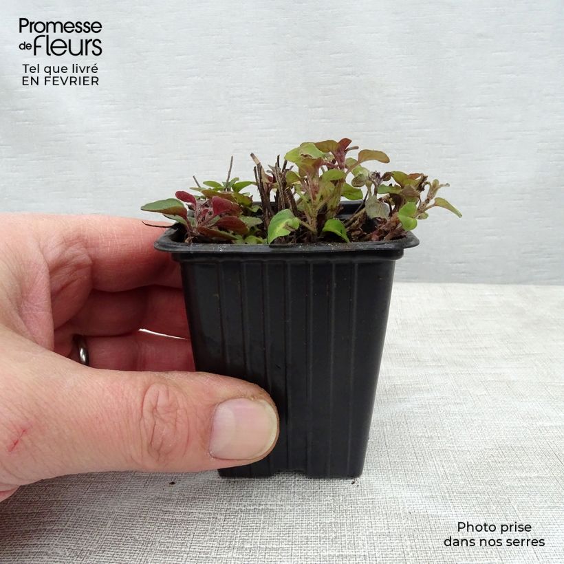 Amostra de Origan - Marjolaine vivace en plant BIO Vaso de 8/9 cm tal como entregue no inverno