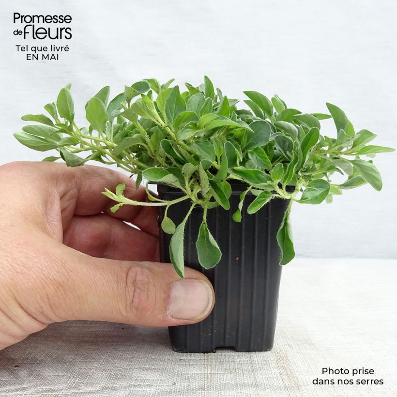Amostra de Oregão - Manjerona Perene plantas jovens Bio Vaso de 8/9 cm tal como entregue na primavera
