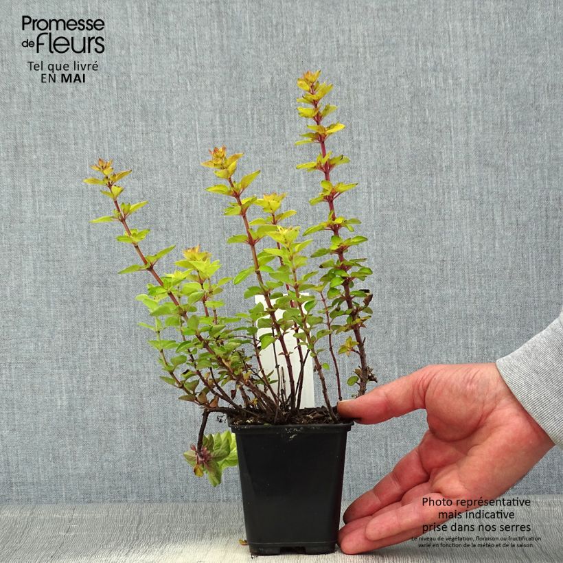 Amostra de Origanum vulgare Norton Gold - Orégão Vaso de 8/9 cm tal como entregue na primavera