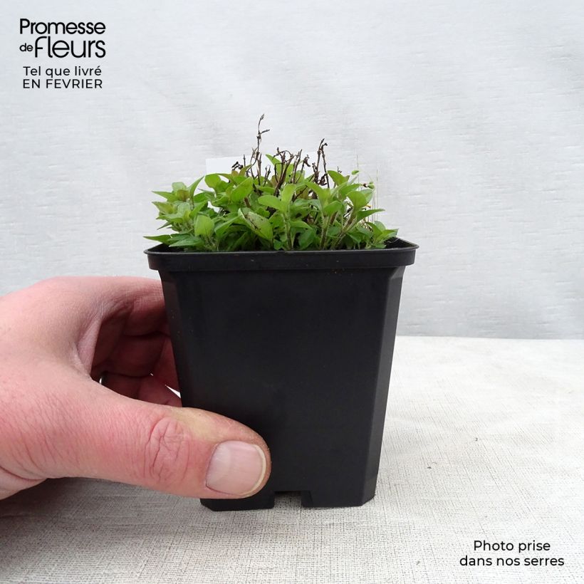 Amostra de Origan doré - Origanum vulgare Aureum Vaso de 7/8 cm tal como entregue no inverno