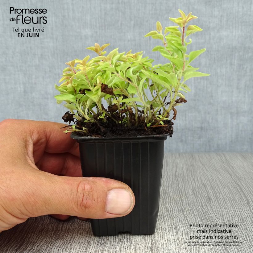 Amostra de Origanum vulgare Aureum - Orégão Vaso de 7/8 cm tal como entregue no verão