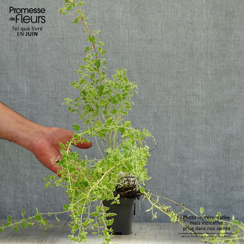 Amostra de Orégão variegado - Origanum vulgare Country Cream Vaso de 8/9 cm tal como entregue no verão