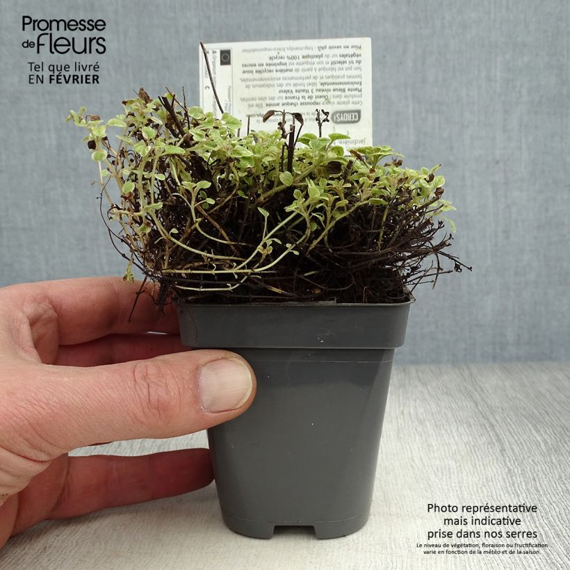 Amostra de Origan panaché - Origanum vulgare Country Cream Vaso de 8/9 cm tal como entregue no inverno