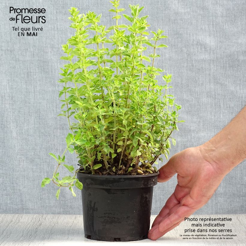 Amostra de Orégão verde / grego - Origanum heracleoticum Vaso de 1,5 L/2 L tal como entregue na primavera