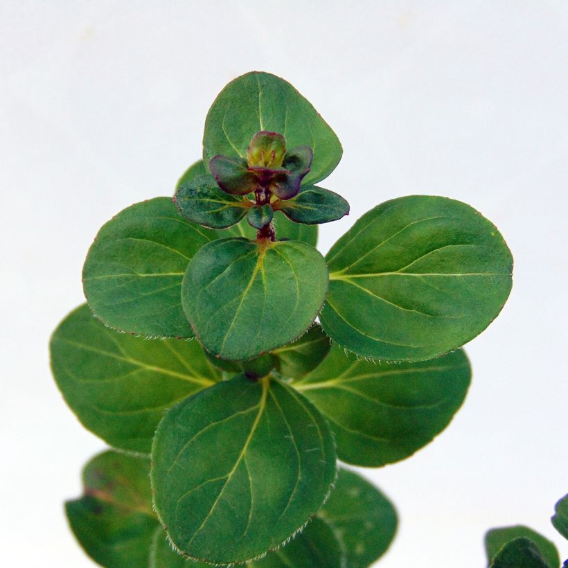 Origanum Rosenkuppel - Orégão (Folhagem)