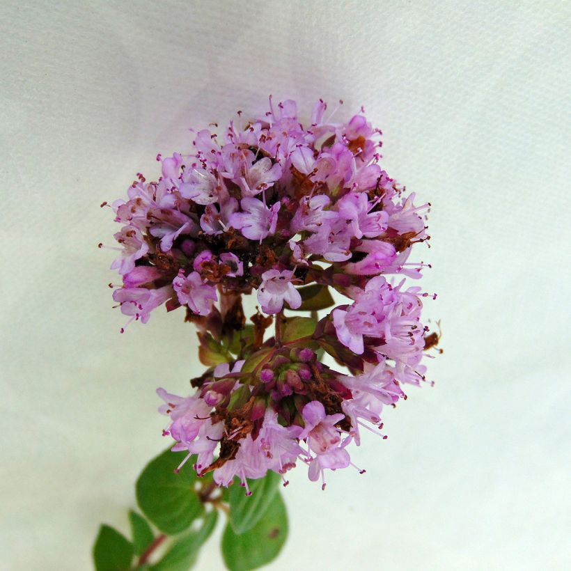 Origanum Rosenkuppel - Orégão (Floração)