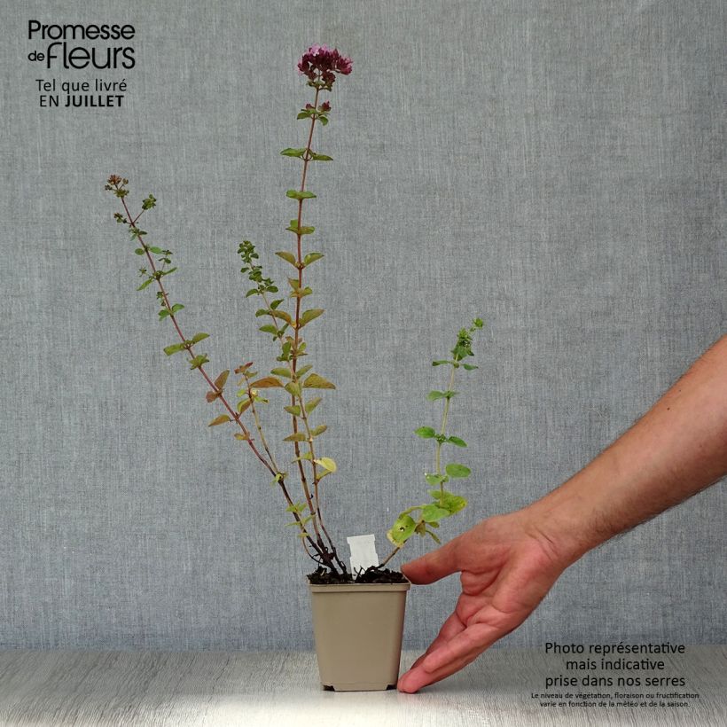 Amostra de Origanum Rosenkuppel - Orégão Vaso de 8/9 cm tal como entregue no verão