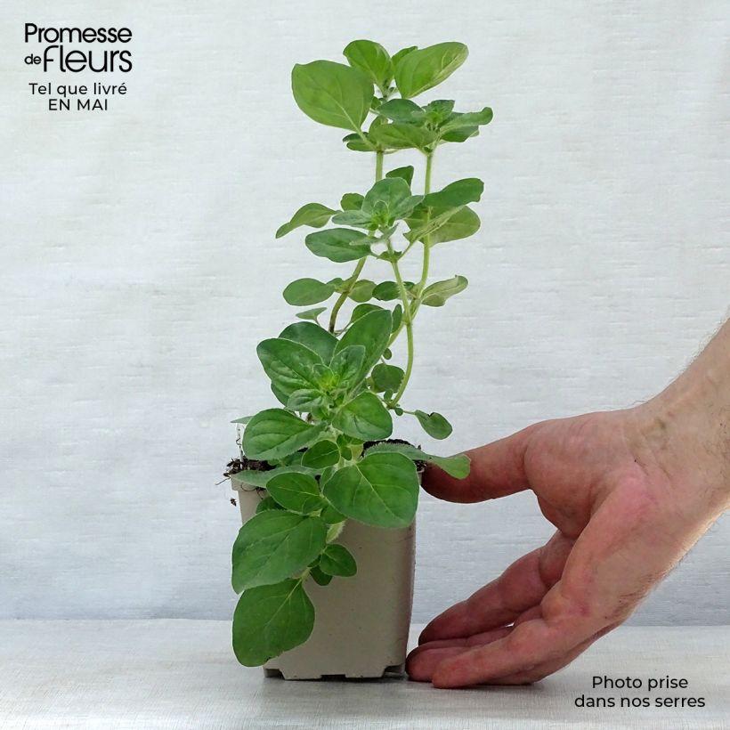 Amostra de Origanum Rosenkuppel - Orégão Vaso de 8/9 cm tal como entregue na primavera