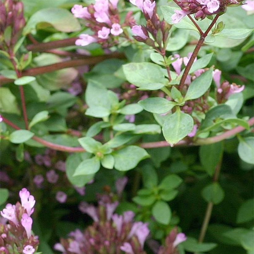 Origanum laevigatum Herrenhausen - Orégão (Folhagem)