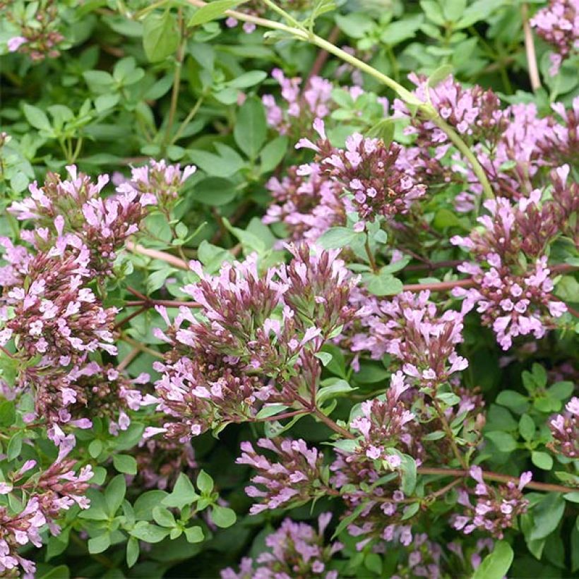 Origanum laevigatum Herrenhausen - Orégão (Floração)