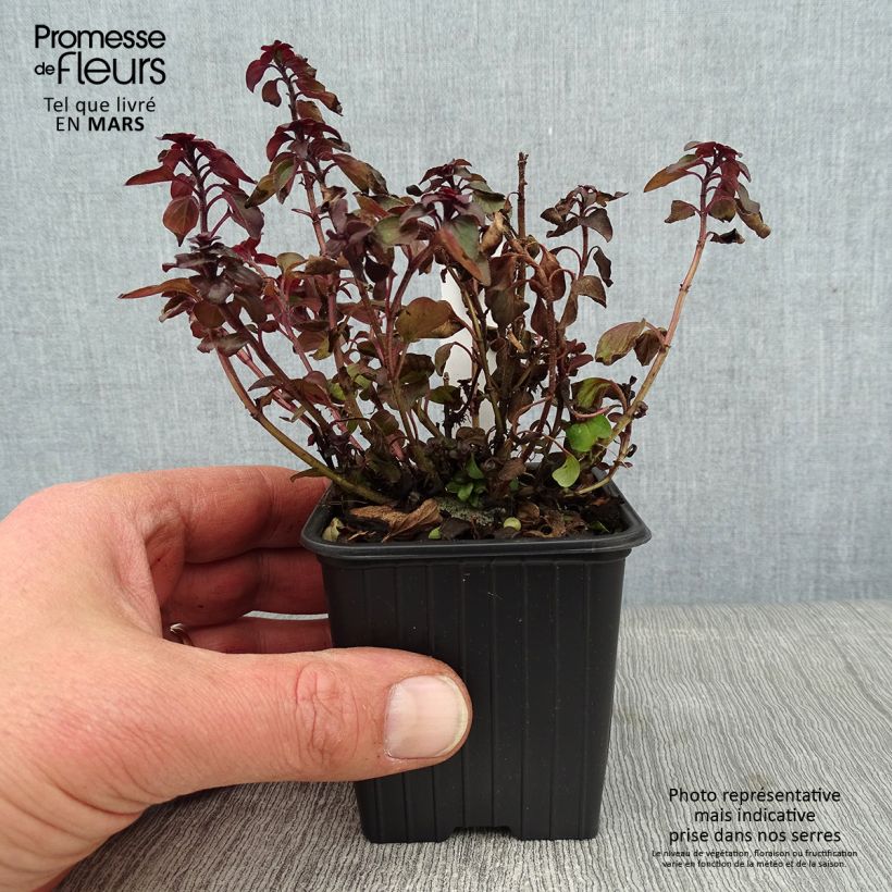 Amostra de Origanum laevigatum Herrenhausen -  Origan pourpre - Marjolaine Vaso de 8/9 cm tal como entregue no inverno