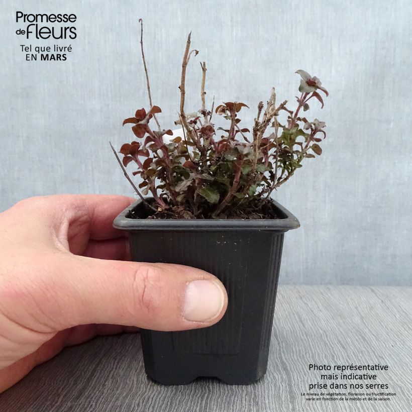 Amostra de Origanum laevigatum Herrenhausen - Orégão Vaso de 8/9 cm tal como entregue na primavera