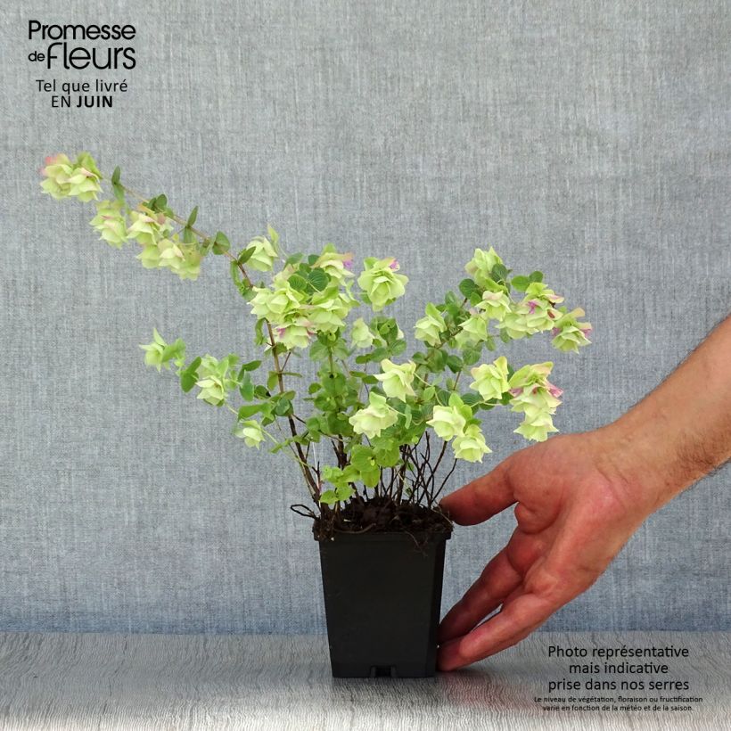 Amostra de Origanum rotundifolium Kent Beauty - Orégão Vaso de 8/9 cm tal como entregue no verão