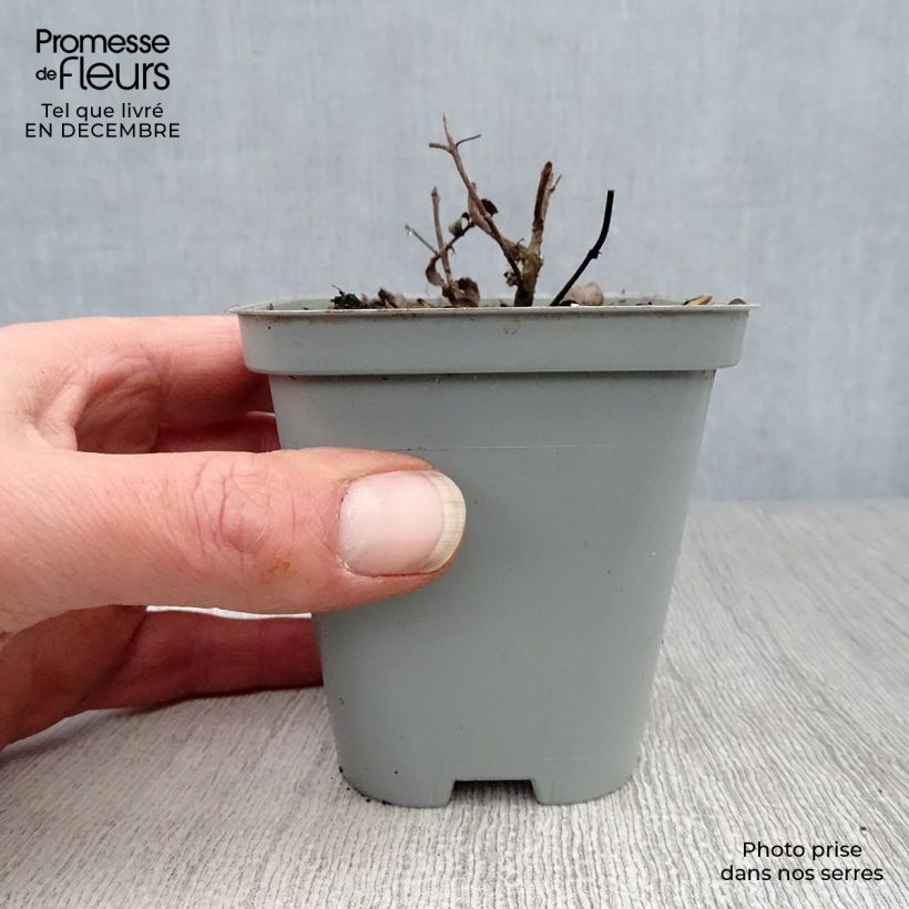 Amostra de Origanum rotundifolium Kent Beauty - Origan, Marjolaine Vaso de 8/9 cm tal como entregue no inverno