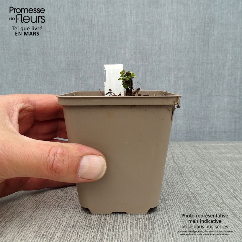 Amostra de Origanum rotundifolium Kent Beauty - Orégão Vaso de 8/9 cm tal como entregue na primavera