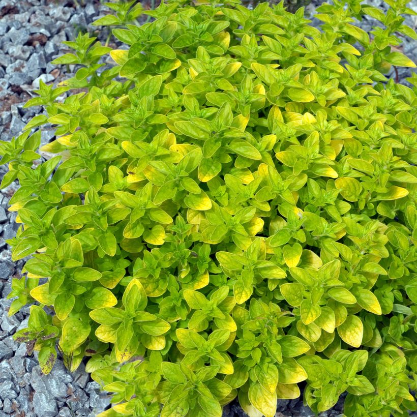Origanum vulgare Thumbles Variety - Orégão (Hábito)