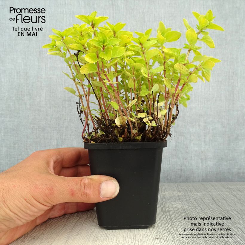 Amostra de Origanum vulgare Thumbles Variety - Orégão Vaso de 8/9 cm tal como entregue na primavera