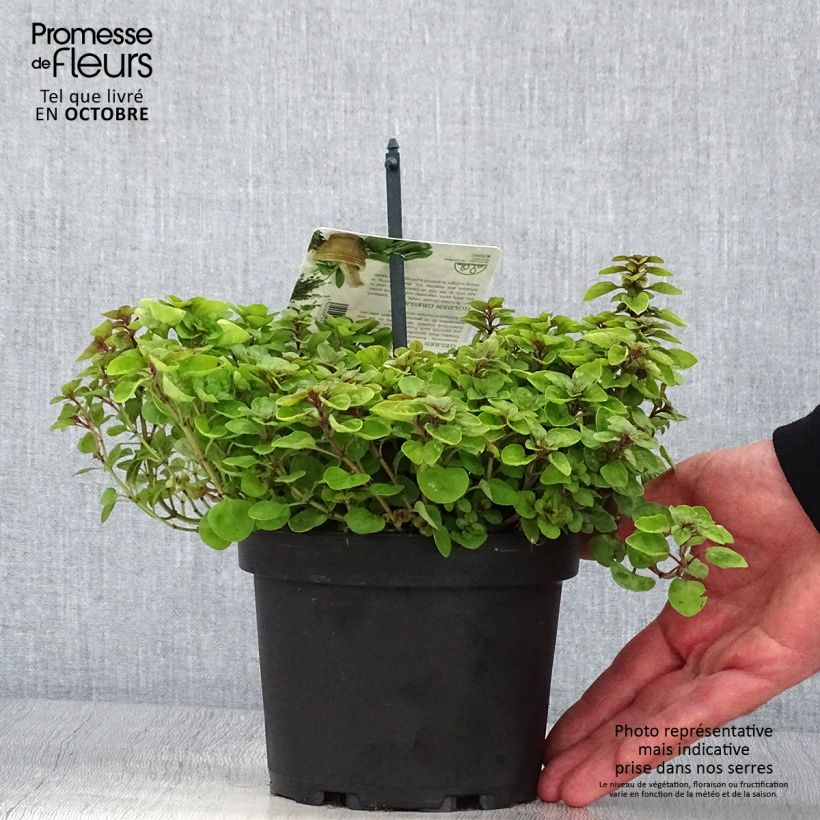 Amostra de Origanum vulgare Thumbles Variety - Origan commun doré Pot de 1,5L/2L tal como entregue no outono