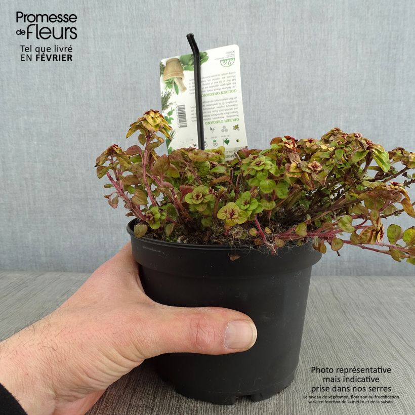 Amostra de Origanum vulgare Thumbles Variety - Origan commun doré Pot de 1,5L/2L tal como entregue no inverno