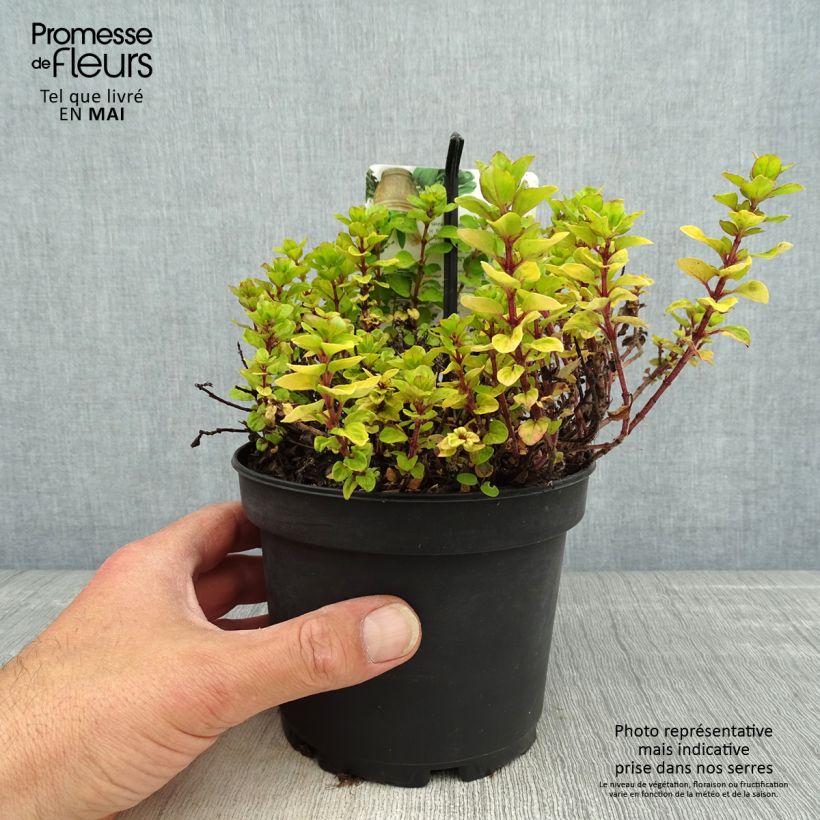 Amostra de Origanum vulgare Thumbles Variety - Orégão Vaso de 1,5 L/2 L tal como entregue na primavera