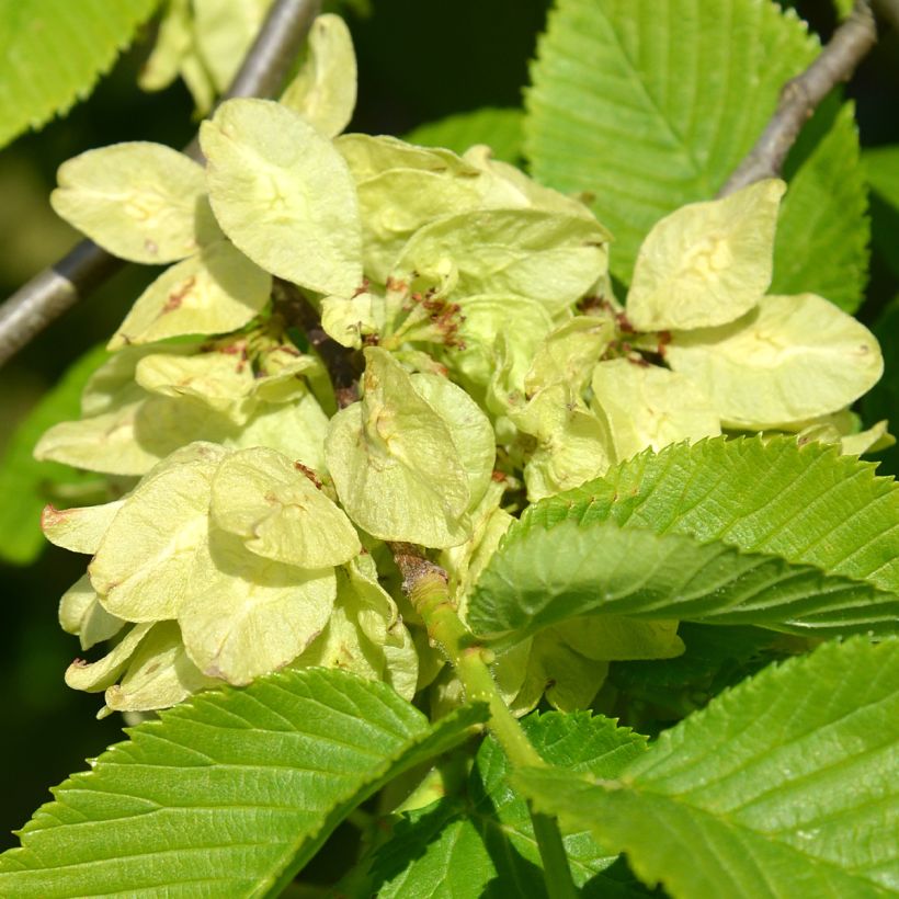Ulmus glabra Pendula (Floração)